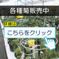 菊花展後ホームページクリック